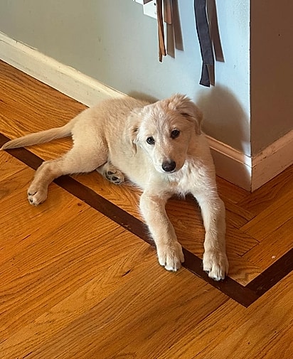 Loki George tem a maior carinha de golden retriever.