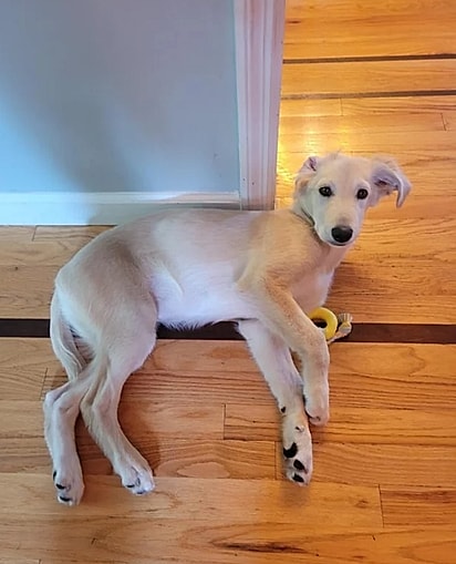 oki George não é um golden retriever, mas é o amor da família.