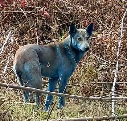 Os cães azuis continuam soltos, saudáveis e ativos.