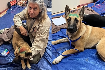 A equipe usa um giz de cera temporário para marcar os animais que já foram castrados.