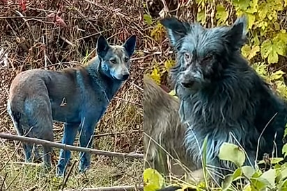 Voluntários encontram “cães azuis” em Chernobyl, mas o motivo é mais curioso do que parece