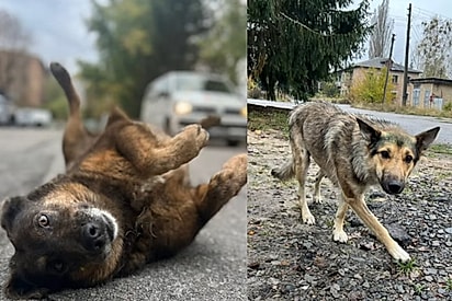 Alguns dos cães de Chernobyl, atendidos pela Dogs of Chernobyl.