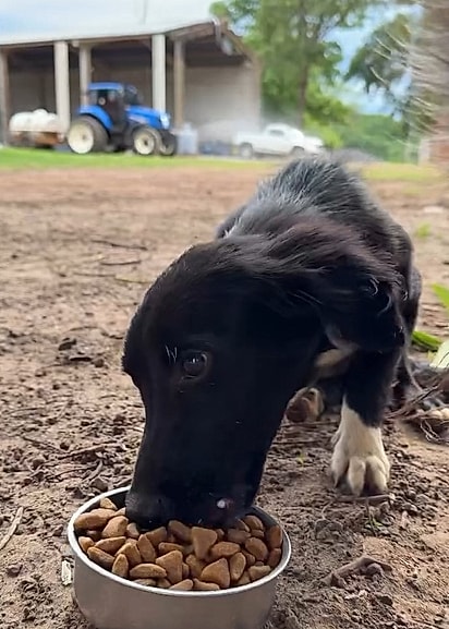 José conquistou a confiança dos cães, os resgatou e, com a permissão dos pais, os adotou.