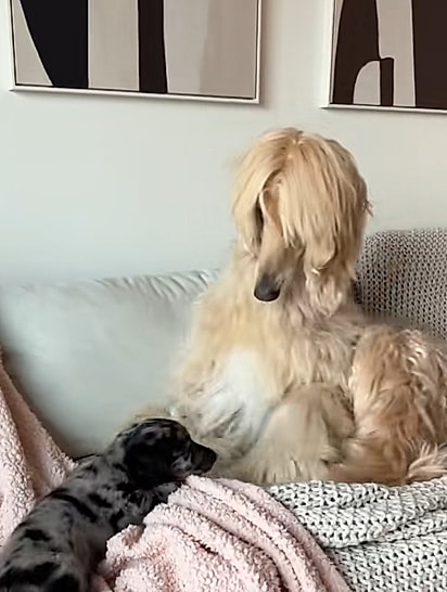 Christian, um cão Galgo Afegão, ficou incrédulo ao conhecer o filhote.