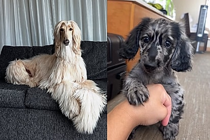 Filhote de dachshund minúsculo assusta seu novo irmão gigante com empolgação