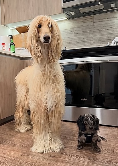 Os dois já estão se tornando amigos.