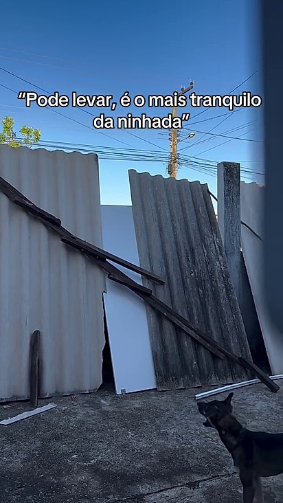 O cão passa o tempo inteiro planejando novas fugas.