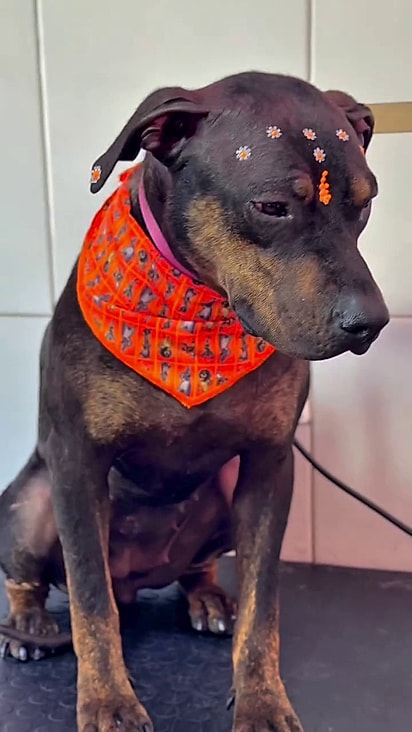 A cachorrinha ganhou um lar de verdade.