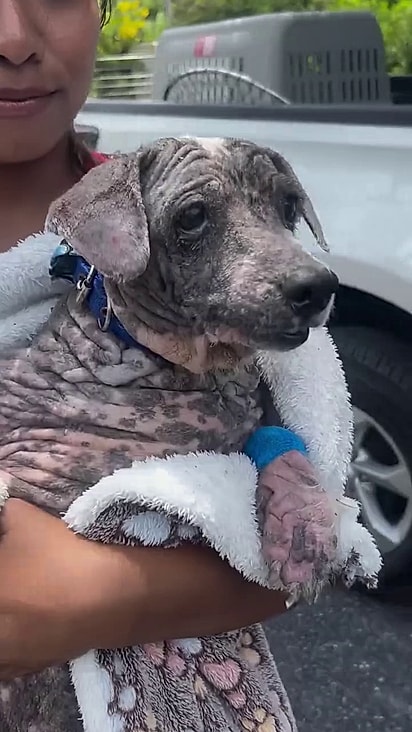 Al Pacino foi devolvido para a mulher que soliticou a ajuda da ONG.