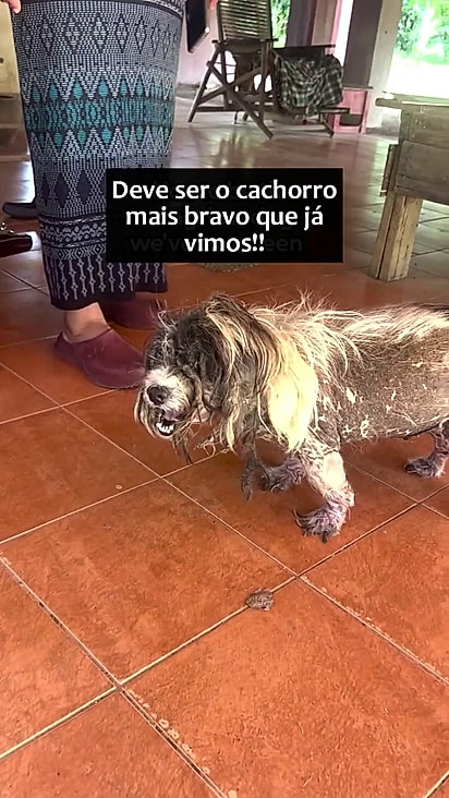 Uma senhora queria ajudá-lo mas ele não permitia aproximação.