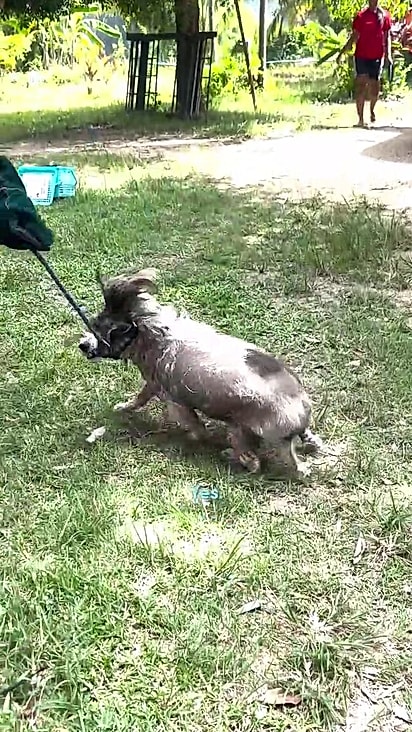 Al Pacino não era bravo, só tinha medo.