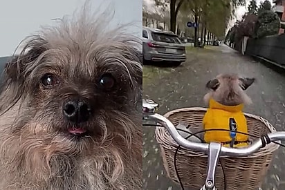 Conheça Paçoca, cão fiapo de manga adotado nas ruas do Brasil que agora vive o melhor da vida na Europa