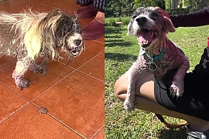 Cachorro apelidado de Gremlin por ferocidade é resgatado e revela lado encantador após receber amor e atenção 