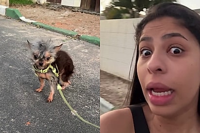 “A galera fica tentando entender o que é”: Jovem leva cachorrinho passear, mas acaba virando atração na rua