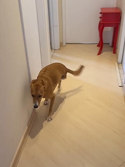 Lolla Maria fugindo da cachorrinha Isla. 