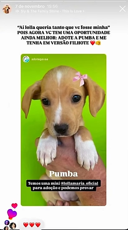 Lolla havia divulgado sobre a cachorrinha em seu Instagram.