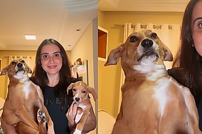 A cadela Lolla não parecia muito contente com a novidade.