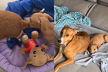 Caramela Lolla Maria ganha uma cópia idêntica dela e agora precisa lidar com a “gravidez silenciosa” que ninguém avisou