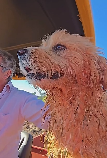 Zeca feliz, andando de trator.