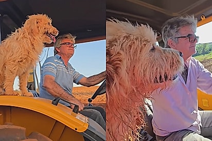 Homem do interior mostra seu cão da raça Carrapato e amizade dos dois encanta milhares de pessoas