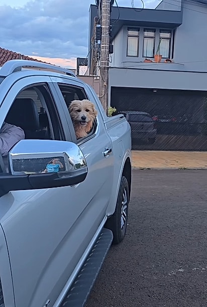 Cão Zeca passeando de carro.
