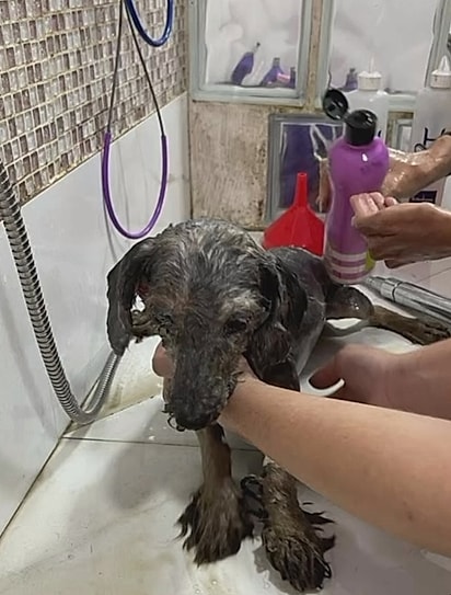 O primeiro banho de Margarida.