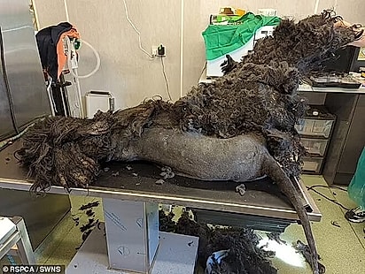 A tosa de Barney levou horas. 