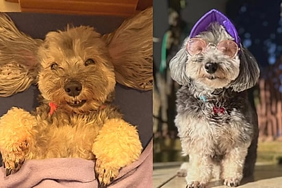 Margarida atualmente vive como uma princesa.