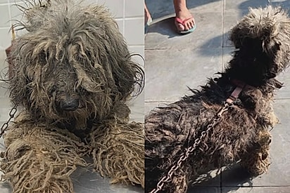 Cachorrinha indefesa que vivia 24 horas por dia presa é resgatada e debaixo de quilos de pelos o rosto mais doce é revelado