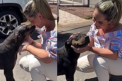 Promessa cumprida: Protetora encontra lar para cadela que havia sido abandonada recém-operada 