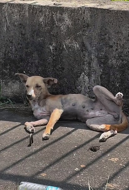 Na manhã seguinte, ela estava no mesmo local.