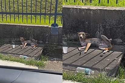 Oi, Princesa: Cachorrinha sem esperanças escuta as palavra que mais queria ouvir e tem vida transformada