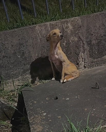 Já era tarde da noite quando Sheila encontrou a cachorrinha.