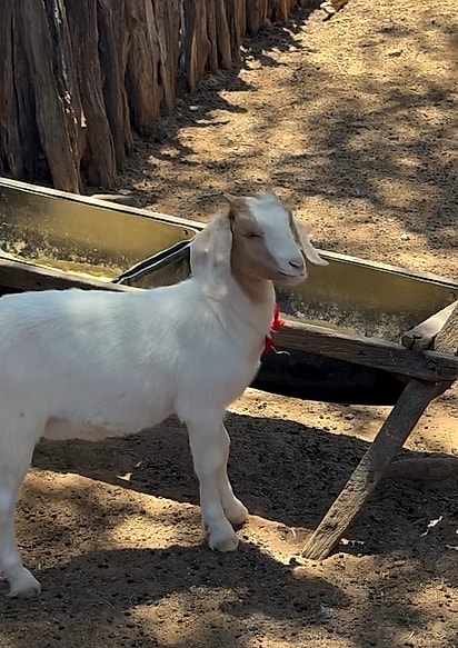 Gabi é apaixada por sua cabrita.