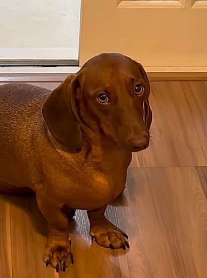 Manuel, um salsicha da Coitadolândia.