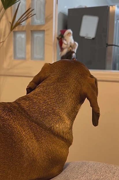 Manuel encarando o Papai Noel.