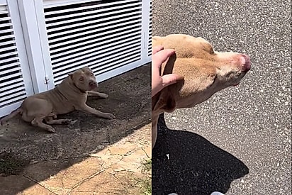 Enquanto todos fugiam de pitbull encontrado na rua, jovem se aproxima sozinha e muda sua vida para sempre.