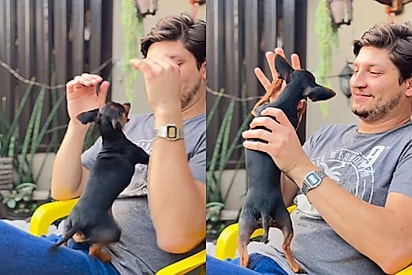 Homem leva a pior ao tentar fazer carinho em pinscher bipolar, mas tudo muda após ele apertar o botão certo