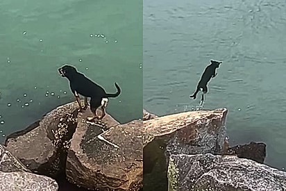 ‘Olha esse cachorro, que coisa louca’: Nativo de Floripa apresenta as façanhas do vira-lata Marujo