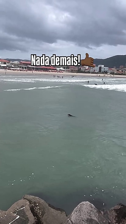 Ele adora acompanhar as turmas de surfe.