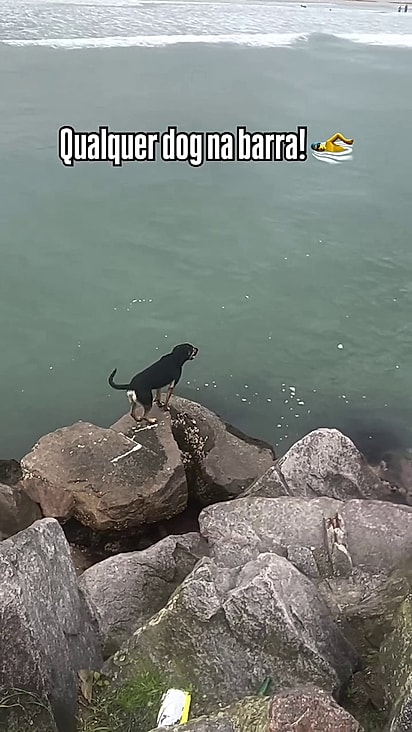 O cão já é conhecido pela região.