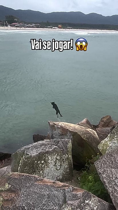 Marujo pode ser encontrado nos molhes da Barra da Lagoa.