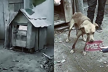 Cão vivia fechado em casinha minúscula, até o amor abrir a porta e ele encontrar a família perfeita