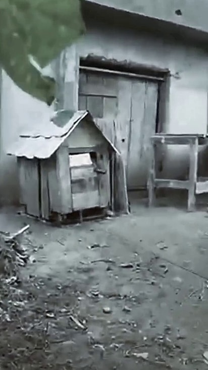 O cão foi resgatado após denúncias de maus-tratos.