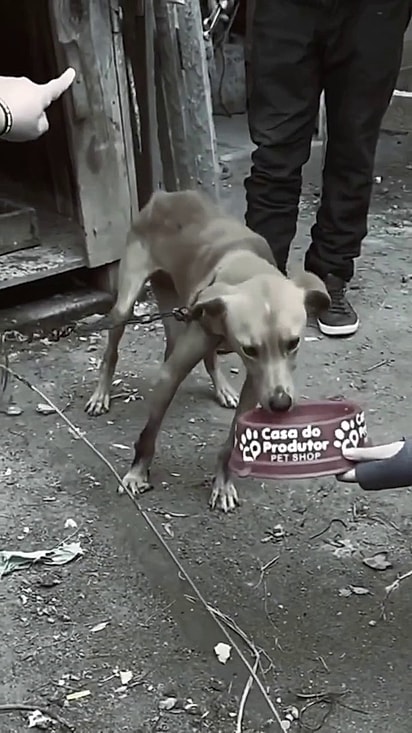 Ele vivia confinado e preso a uma corrento minúscula.