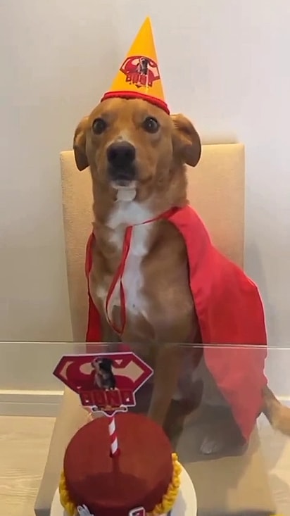 Bono renasceu com a adoção e hoje é muito mimado.