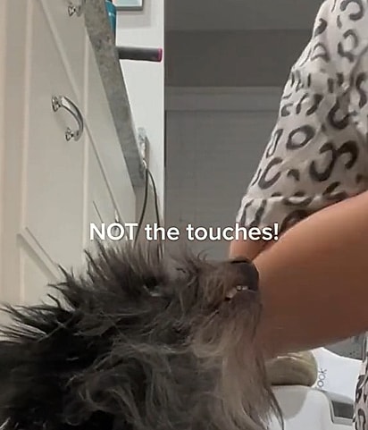 O cãozinho estava na lista de eutanásia por ser considerado agressivo.