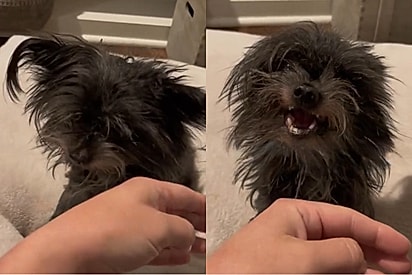 Considerado agressivo, cãozinho prestes a ser sacrificado se derrete por beijinhos.