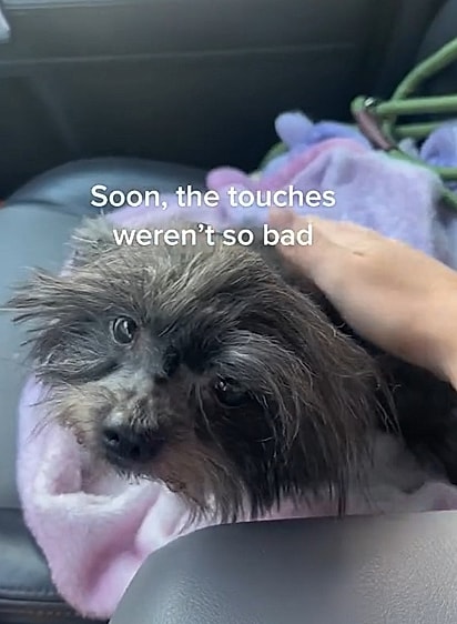 Com paciência e amor, Ana conquistou a confiança do cachorro.