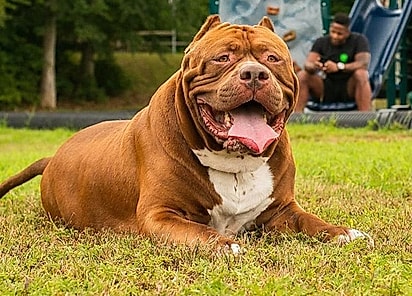 Hulk faleceu aos 11 anos.